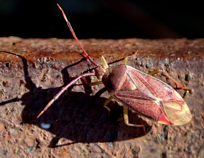 Miridae: Pantilius tunicatus del Veneto (TV)